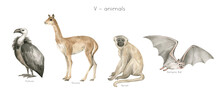Watercolor Wild Animals Letter V. Vulture, Vicuna, Vervet, Vampire Bat. Zoo Alphabet. Wildlife Animals. Educational Cards With Animals. 