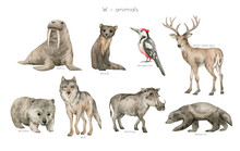 Watercolor Wild Animals Letter W. Walrus, Weasel, Woodpecker, White-tail Deer, Wombat, Wolf, Warthog, Wolverine. Zoo Alphabet. Wildlife Animals. Educational Cards With Animals. 
