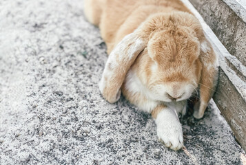 Wall Mural - A beautiful fluffy fold-eared decorative rabbit outdoors lies and sleeps