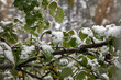green leaves of apple tree in the snow. climatic changes, abnormal cold weather, snow fell in summer