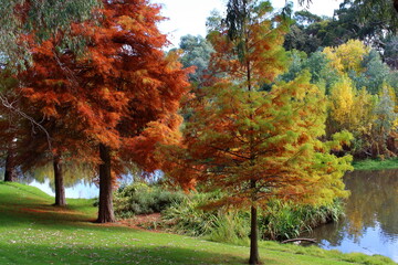 Sticker - autumn park in the Adelaide Botanic Garden