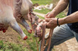 Lamb or sheep slaughter back view on hands of unknown caucasian man farmer removing intestines and guts of animal at his farm in the village outdoor in summer day