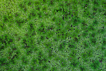 Nature green leaves background of duckweed on water surface