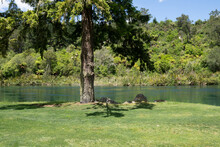 WAikato River Flowing Past Lawn With Exotic Tree