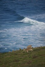Deer On Mountainside Ocean