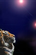 黒背景の前で遠くを見つめる虎の横顔のクローズアップ。〔合成写真〕