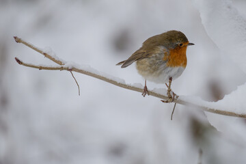 Canvas Print - robin in the snow 