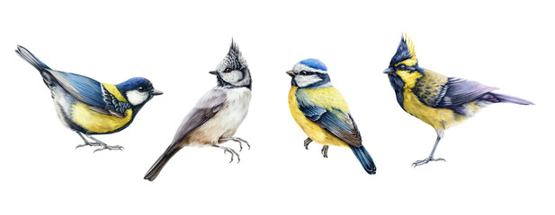 Chickadee birds watercolor set. Hand drawn realistic blue tit, crested, himalayan tit small birds. Realistic garden and forest birds element collection. Beautiful avian set. White background