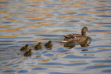 Mallard Duck With Four Ducklings