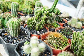 Poster - Many cactus pots in garden house and space for copy