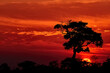 African landscape in red. Silhouette of a single tree against a dramatic red sky and the rising sun, Savuti National Park, Botswana. Safari koncept background.