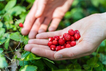 Woman Holding Wild Strawberries In Hand