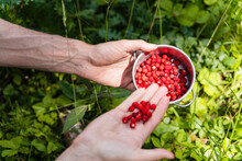 Man Collecting Wild Strawberries In Bowl