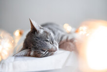 Happy Grey Cat Ying And Enjoys In Comfortable Bed On A Blanket. Cozy Home Background With Happy Pet. Bright Garland Lights Holiday Decor