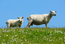 Two Sheep Standing In Summer Meadow