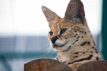 Close-up Portrait Of Serval Wild Cat On Against A Soft Focus Background Serval Wild Cat Dark Brown With Big Black Dots In Zoo Low Angle, Side View
