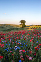 Poppies Blooming In Countryside Meadow At Dusk