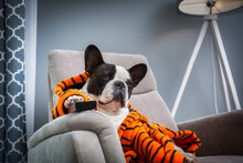 French Bulldog In Orange Tiger Bathrobe Watch Tv On The Arm Chair With Remote Control