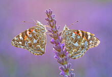 Two Painted Lady Butterflies On A Lavender Flower