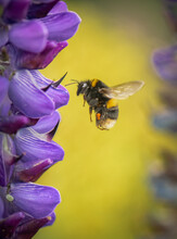Bumblebee In Flight With Purple Lupins