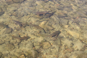 Fish in lake making waves.