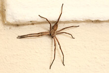 A Rain Spider Sitting On The Wall Of A House, Seeking Protection From Rain And Wind.