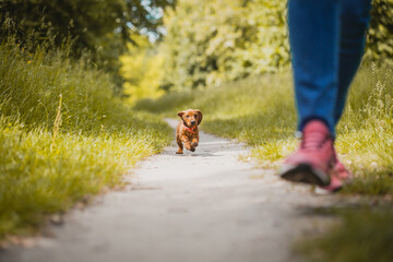 Wall Mural - Red dachshund walking in the park. cute puppy on the summer forest background