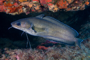 Phycis phycis fish in the sea, underwater