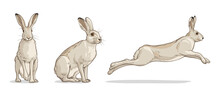 White Hare In Different Poses. Vector Illustration Of A Rabbit Isolated On A White Background.