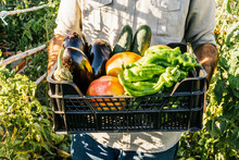 Man Carrying Crate Of Fresh Vegetables In Organic Garden