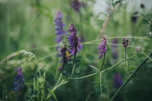 Close-up Of Purple Wildflowers