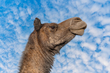 Wall Mural - Head of camel on blue sky background in desert Thar during the annual Pushkar Camel Fair near Pushkar, Rajasthan, India