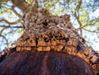 © Westend61 - Bark of cork oak (Quercus suber)