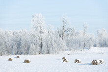 Bail Of Hey Field Stack, Hay Bale Agriculture Nature Rural Winter Scene Frozen Snow Covered Sun Shine Forest Background
