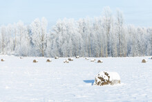 Bail Of Hey Field Stack, Hay Bale Agriculture Nature Rural Winter Scene Frozen Snow Covered Sun Shine 