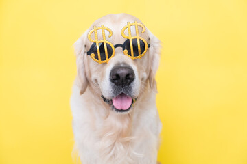 Portrait of a cute dog in sunglasses in the shape of a dollar. Golden retriever sits on a yellow background with the image of money.