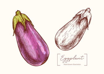 Vector hand drawn Eggplant  illustration in vintage engraving style. Botanical Illustration. Eco food. Delicacy healthy vegetable