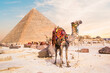 Camel against the background of the pyramids of the pharaohs Cheops, Khafren, and Mikerin in Giza, Egypt