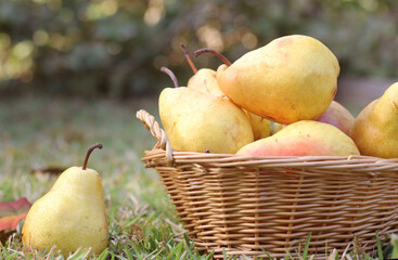 Wall Mural - Pears in Wicker Basket Outdoors in Autumn