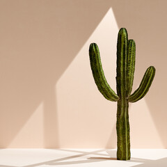 Canvas Print - Cactus minimal composition, shadow sunlight of window on the wall, 3d rendering