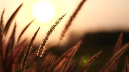 close up pink grass field flower waving against wind in beautiful golden sunset background, slow mot