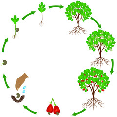 Wall Mural - Life cycle of a cashew plant on a white background.