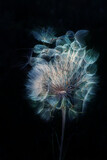 Fototapeta Dmuchawce - Artistic photo of a white fluffy dandelion against a black background. Weightless fluffs.