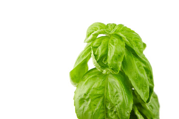 Basil herb with green fresh leaves isolated on white