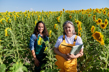 Female Farmers Standing Amidst Sunflowers On Field During Sunny Day
