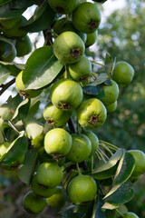 green pears on a tree