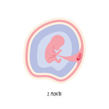 Embryo Development Secund Month