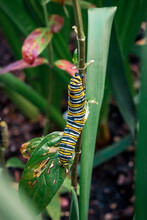 Close Up Of A Monarch Caterpillar Climbing Up A Plant In A Garden