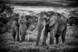 Fototapeta Sawanna - Afrykańskie słonie