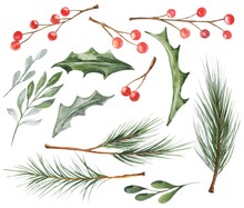 Watercolor Christmas Holly Branch With Berries On White Background. Watercolour Illustration.